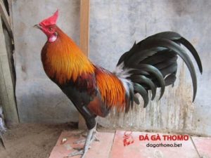 gà điều gà điều