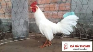 gà nhạn gà nhạn