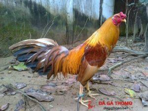 gà ó vàng gà ó vàng