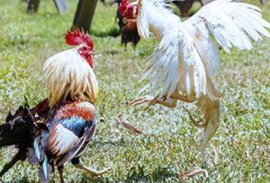 Mua gà nhạn ở đâu