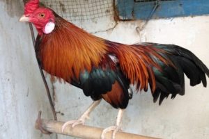 cách nhận biết gà điều chân trắng