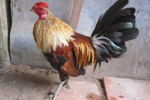 nhận biết gà tre mỹ