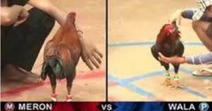 trang mạng xem dagacuasat