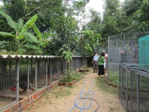 Gà chọi Thái Bình