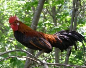 cách chọn gà rừng mồi hay