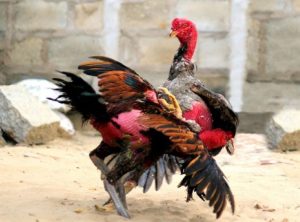 cách huấn luyện gà chọi