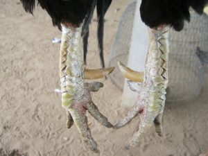 cách làm cho gà mau ra cựa