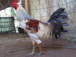 cách nuôi gà bị suy