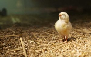 cách nuôi gà chọi con nhanh lớn