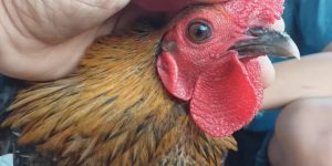 gà bị sổ mũi khò khè
