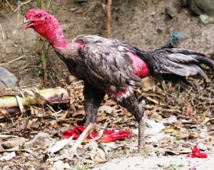 Thuốc đặc trị gà bị khò khè