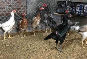 Cách đúc gà chọi