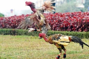 cách làm cho gà chọi máu chiến