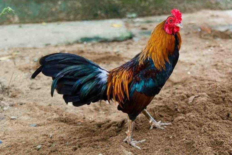 cách làm cho gà tre dạn