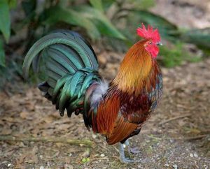 cách làm cho gà tre dạn