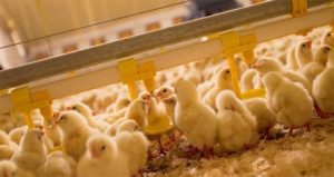 cách nuôi gà con 1 tháng tuổi