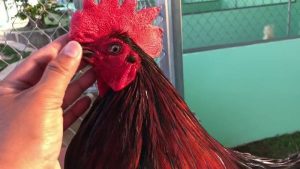 chữa bệnh hen ở gà chọi