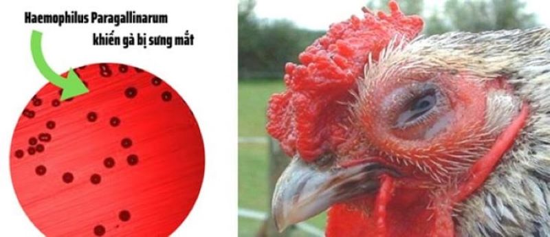 Gà bị sưng mắt có mủ