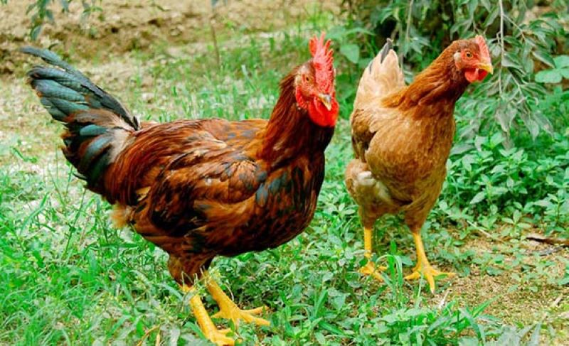Gà bị sưng mắt có mủ