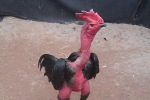 gà chọi mào cờ