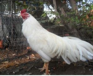 gà nhạn chân trắng