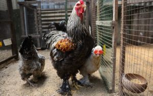 gà to nhất thế giới