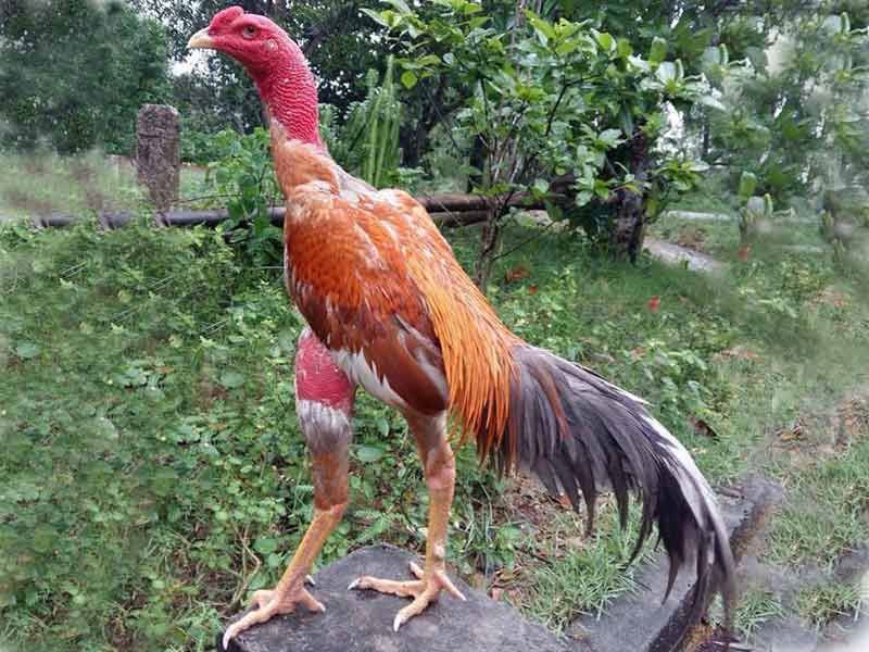 kinh kê gà chọi