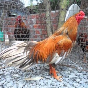 kỹ thuật nuôi gà đá Cao Lãnh