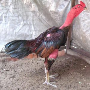 Xem tướng gà chọi quý