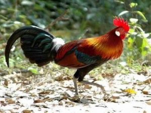 Cách bẫy gà rừng không cần mồi