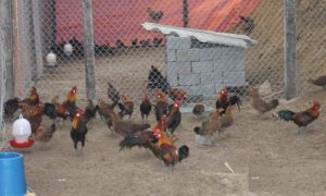 Cách làm chuồng nuôi gà rừng