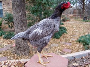 Hướng dẫn cách nuôi gà chọi đẻ chi tiết A - Z 1