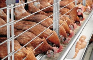 cách nuôi gà tre đẻ nhiều trứng