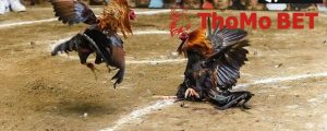 Đá gà trực tiếp Thomo | Nơi xem các trận đấu đầy kịch tính 2