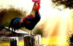 Gà chọi gáy 6 tiếng