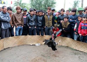 gà chọi Hải Dương