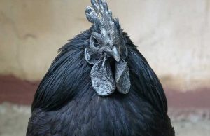 Gà chọi mặt quỷ