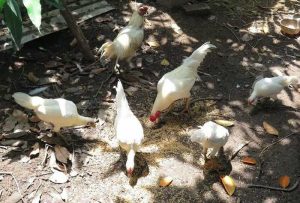 gà rừng lông trắnggà rừng lông trắng