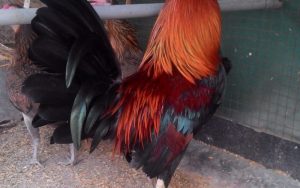 gà tre đá cựa sắt