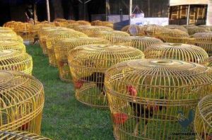 trại gà đá nổi tiếng