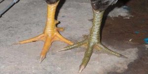 xem vảy gà đá cựa sắt