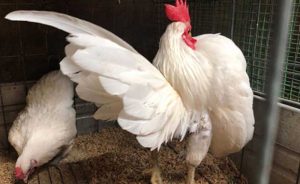 bán gà tre giống