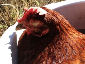 Bệnh Marek ở gà