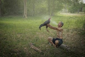 cách làm nước cho gà chọi