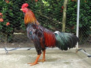 Cách nuôi gà đá tới pin