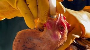 Chữa bệnh cho gà bằng thuốc nam