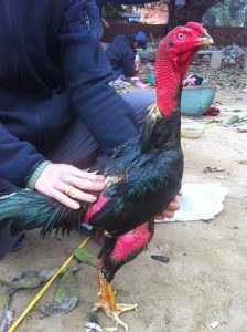 Gà Tía Thiên Lôi