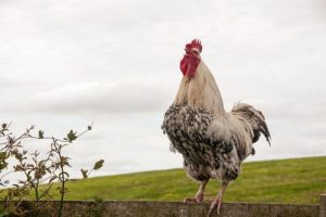 phân biệt tiếng gà gáy