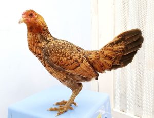 bán gà mái vảy rồng