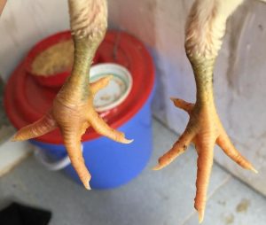 cách chữa gà bị đau chân